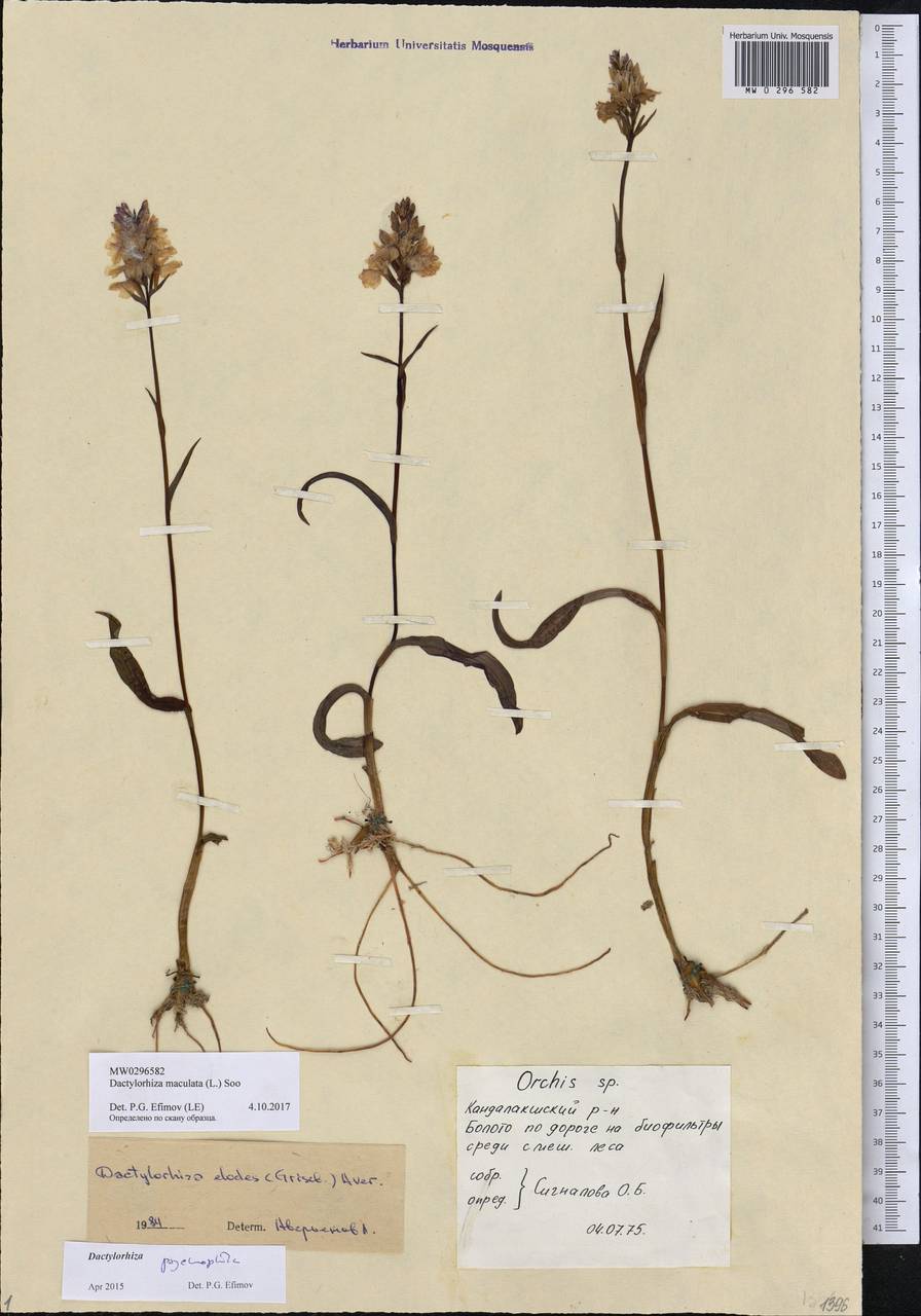 Dactylorhiza maculata (L.) Soó, Eastern Europe, Northern region (E1) (Russia)