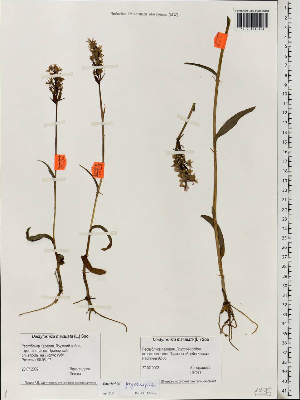 Dactylorhiza fuchsii subsp. psychrophila (Schltr.) Holub, Eastern Europe, Northern region (E1) (Russia)