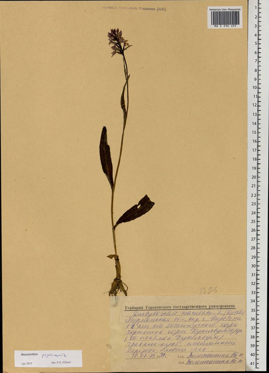 Dactylorhiza fuchsii subsp. psychrophila (Schltr.) Holub, Eastern Europe, Northern region (E1) (Russia)