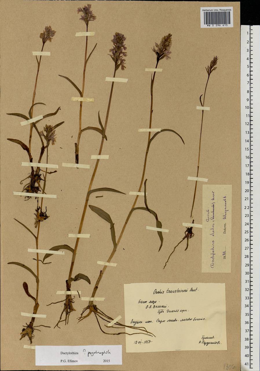 Dactylorhiza fuchsii subsp. psychrophila (Schltr.) Holub, Eastern Europe, Northern region (E1) (Russia)