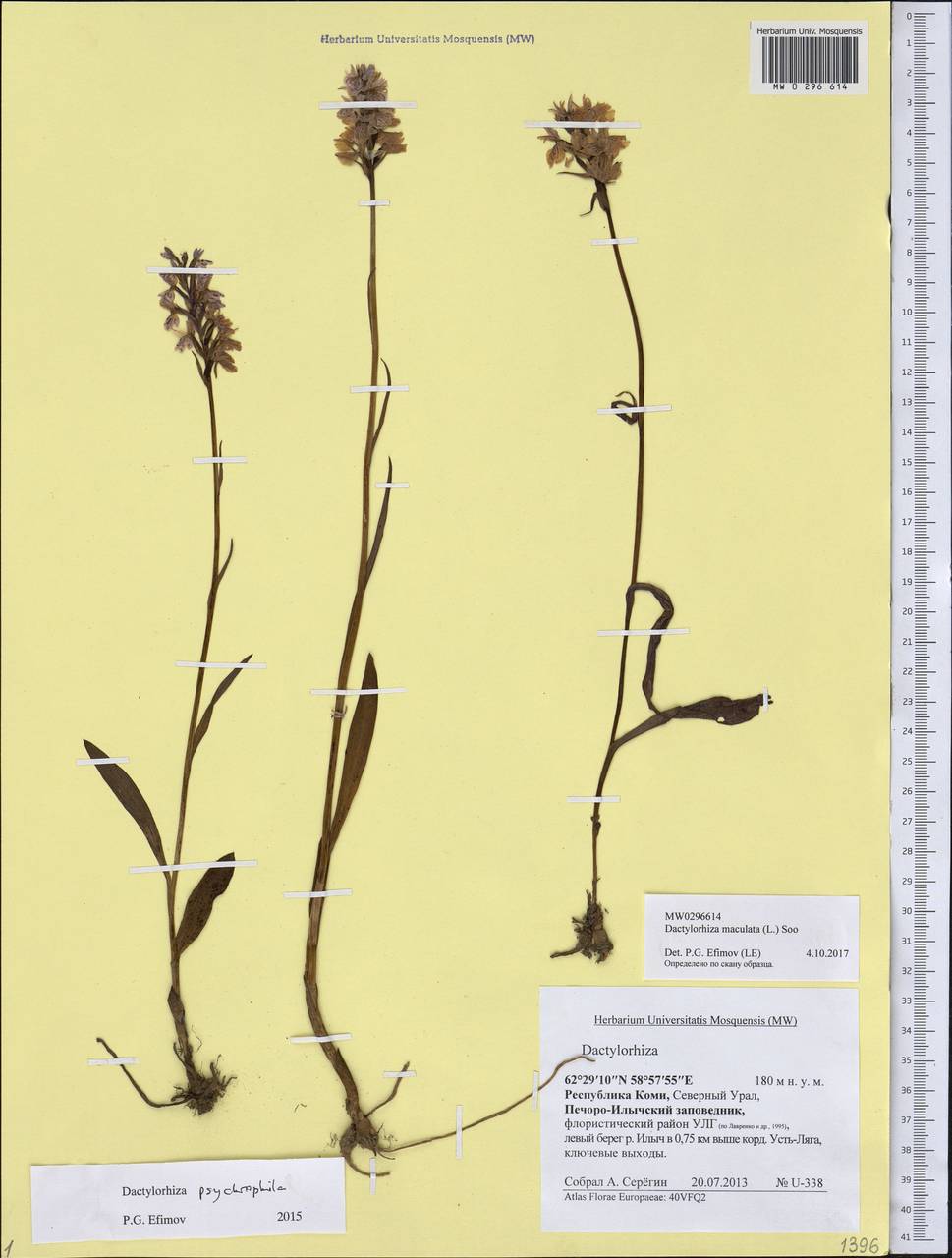 Dactylorhiza maculata (L.) Soó, Eastern Europe, Northern region (E1) (Russia)