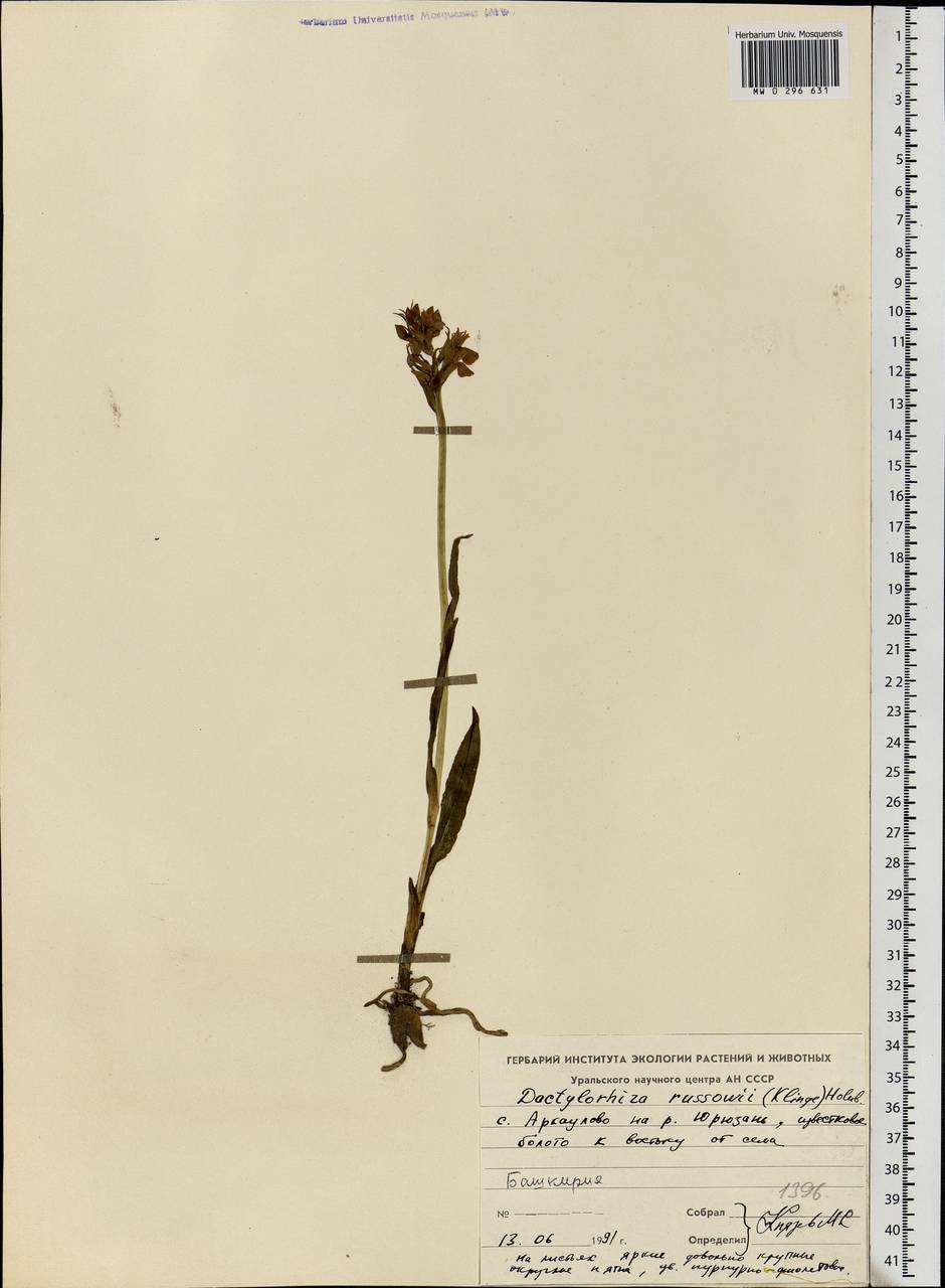 Dactylorhiza russowii (Klinge) Holub, Eastern Europe, Eastern region (E10) (Russia)