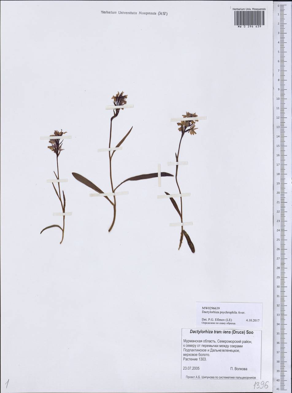 Dactylorhiza fuchsii subsp. psychrophila (Schltr.) Holub, Eastern Europe, Northern region (E1) (Russia)