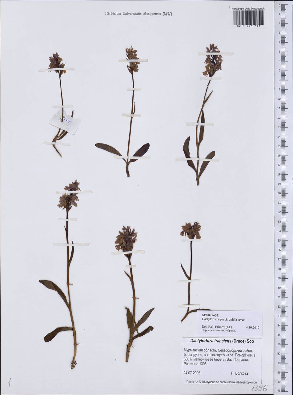 Dactylorhiza fuchsii subsp. psychrophila (Schltr.) Holub, Eastern Europe, Northern region (E1) (Russia)