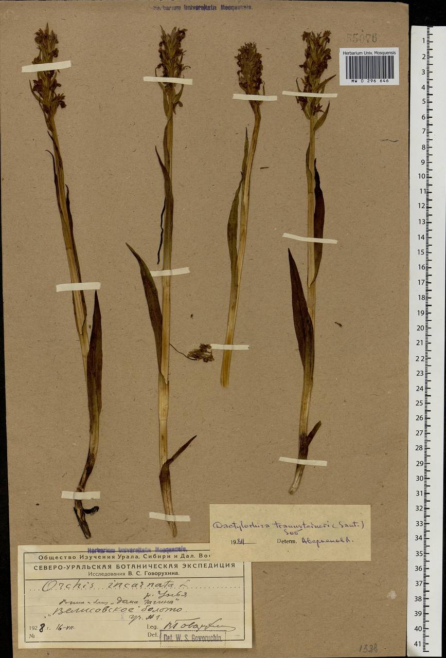 Dactylorhiza majalis subsp. lapponica (Laest. ex Hartm.) H.Sund., Eastern Europe, Northern region (E1) (Russia)