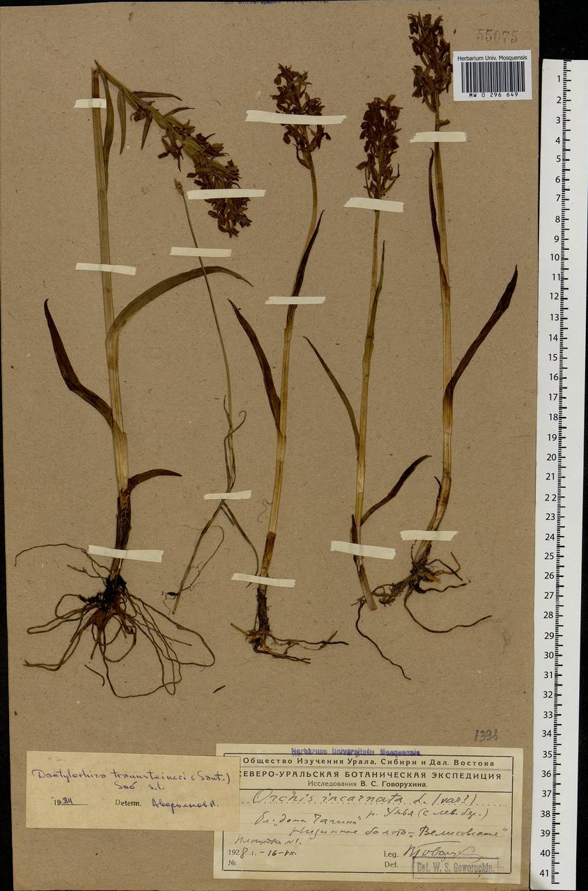 Dactylorhiza majalis subsp. lapponica (Laest. ex Hartm.) H.Sund., Eastern Europe, Northern region (E1) (Russia)