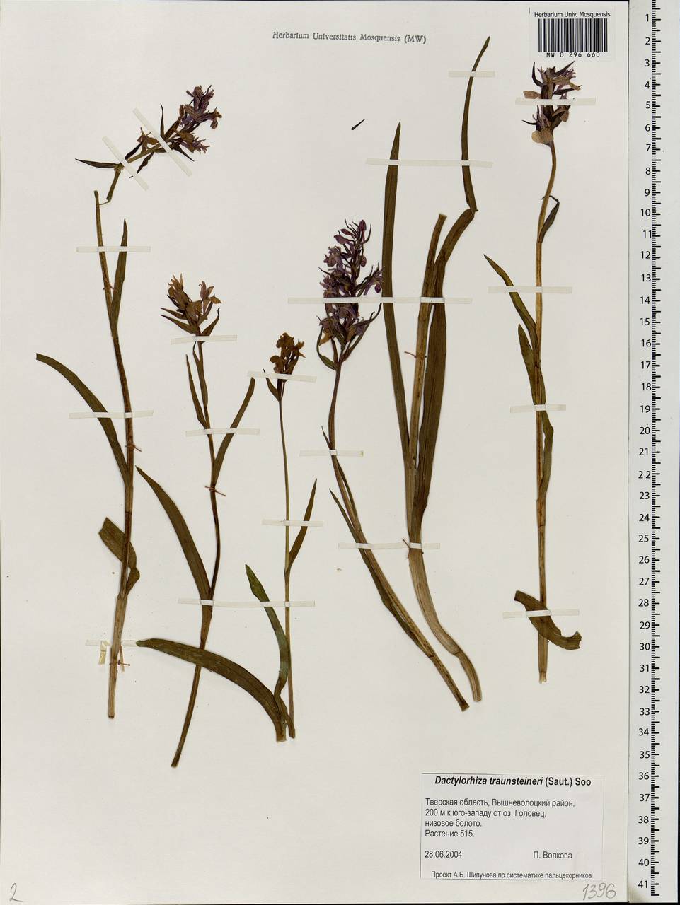 Dactylorhiza majalis subsp. lapponica (Laest. ex Hartm.) H.Sund., Eastern Europe, North-Western region (E2) (Russia)