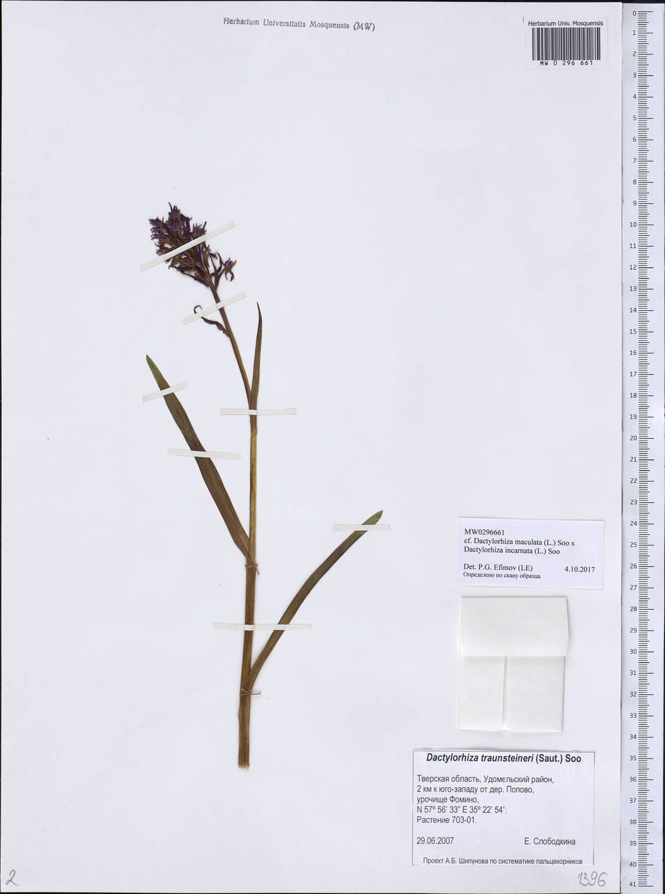 Dactylorhiza incarnata × maculata, Eastern Europe, North-Western region (E2) (Russia)