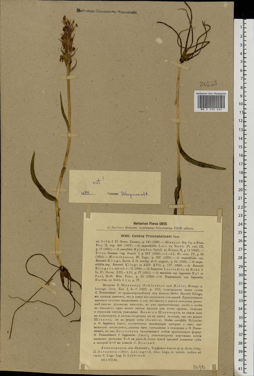 Dactylorhiza majalis subsp. lapponica (Laest. ex Hartm.) H.Sund., Eastern Europe, North-Western region (E2) (Russia)
