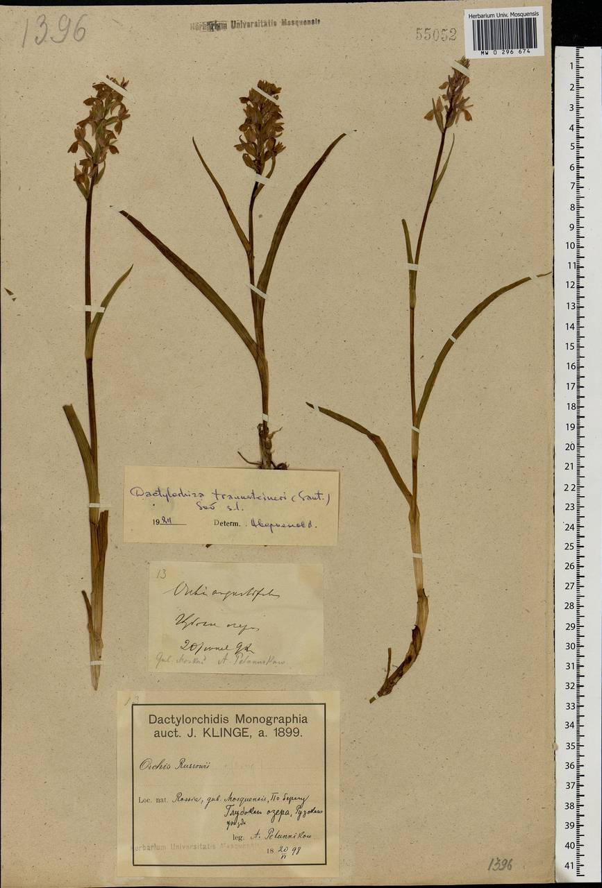 Dactylorhiza majalis subsp. lapponica (Laest. ex Hartm.) H.Sund., Eastern Europe, Moscow region (E4a) (Russia)