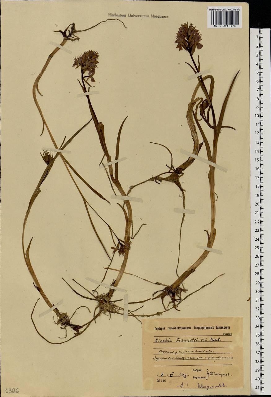 Dactylorhiza majalis subsp. lapponica (Laest. ex Hartm.) H.Sund., Eastern Europe, Moscow region (E4a) (Russia)