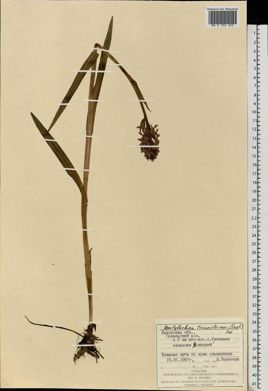 Dactylorhiza majalis subsp. lapponica (Laest. ex Hartm.) H.Sund., Eastern Europe, West Ukrainian region (E13) (Ukraine)