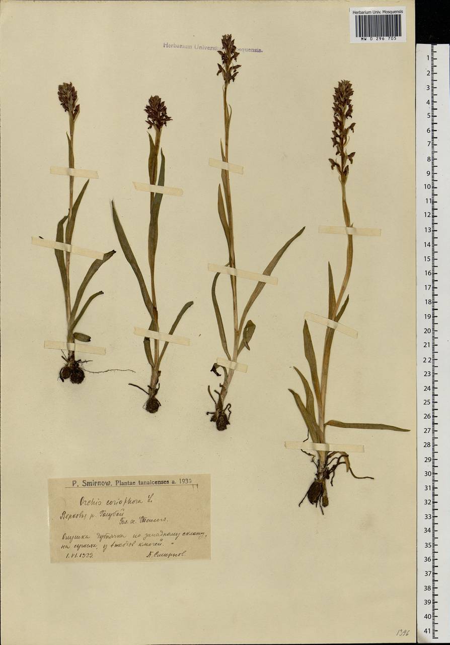 Anacamptis coriophora (L.) R.M.Bateman, Pridgeon & M.W.Chase, Eastern Europe, Lower Volga region (E9) (Russia)