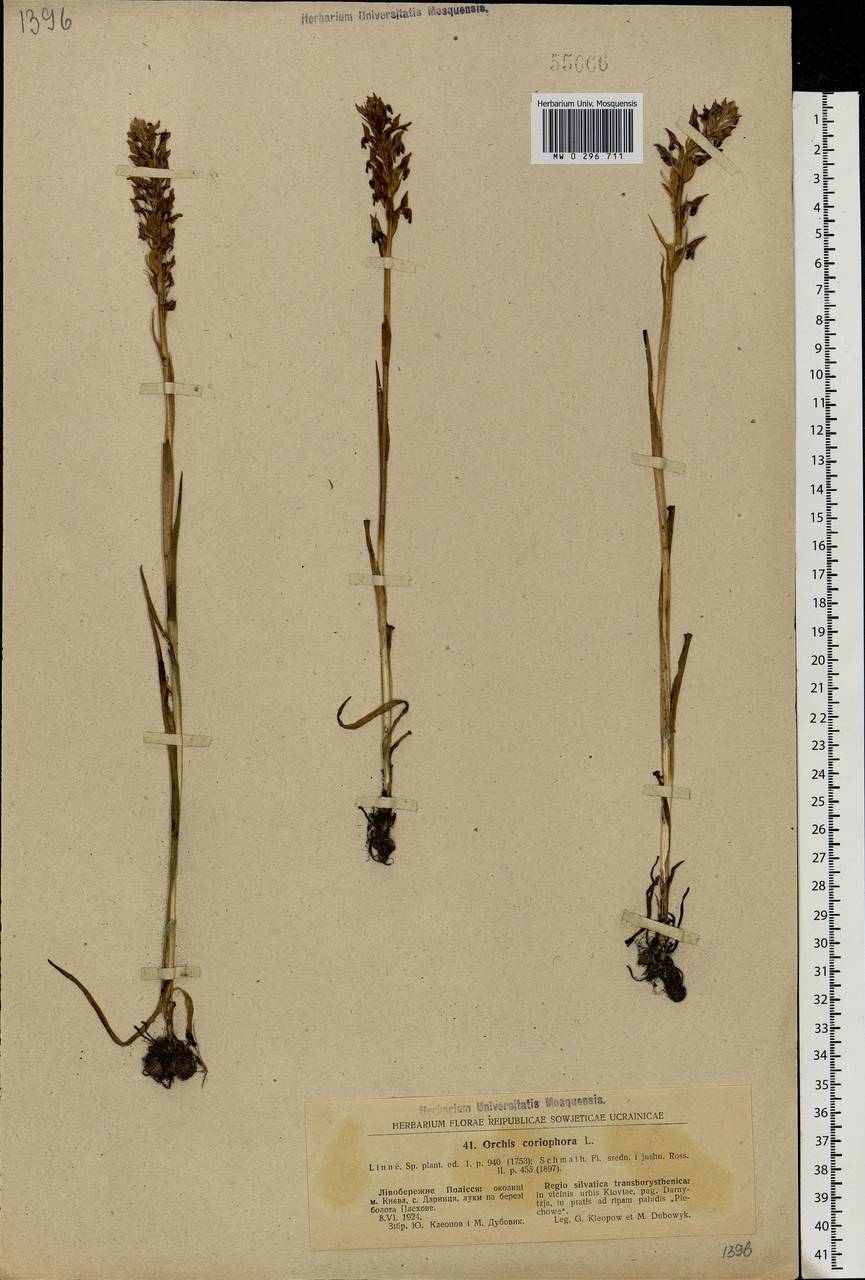 Anacamptis coriophora (L.) R.M.Bateman, Pridgeon & M.W.Chase, Eastern Europe, North Ukrainian region (E11) (Ukraine)