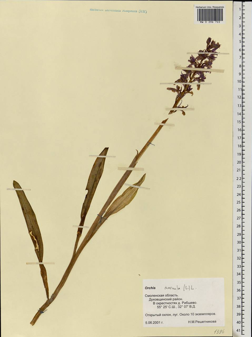 Orchis mascula (L.) L., Eastern Europe, Western region (E3) (Russia)