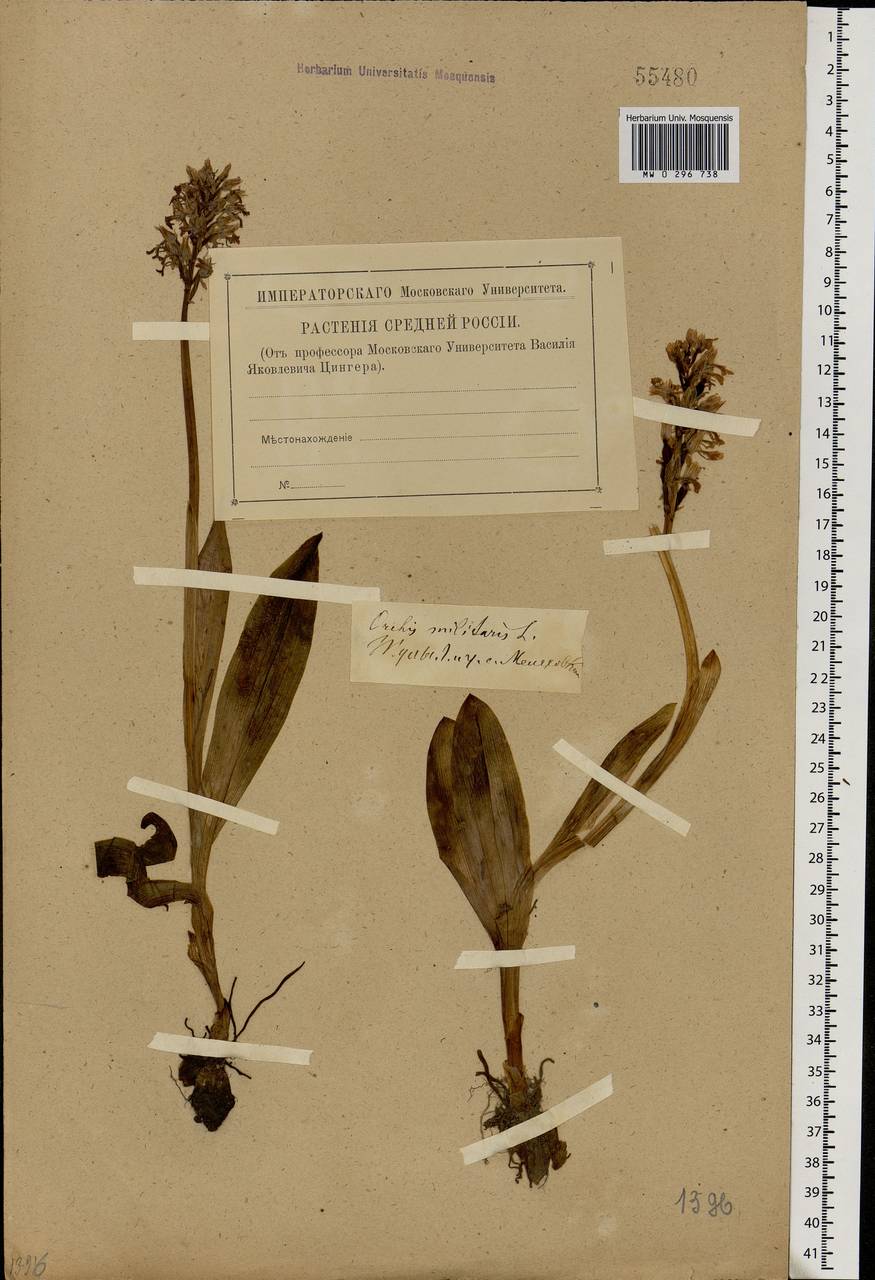 Orchis militaris L., Eastern Europe, Central region (E4) (Russia)