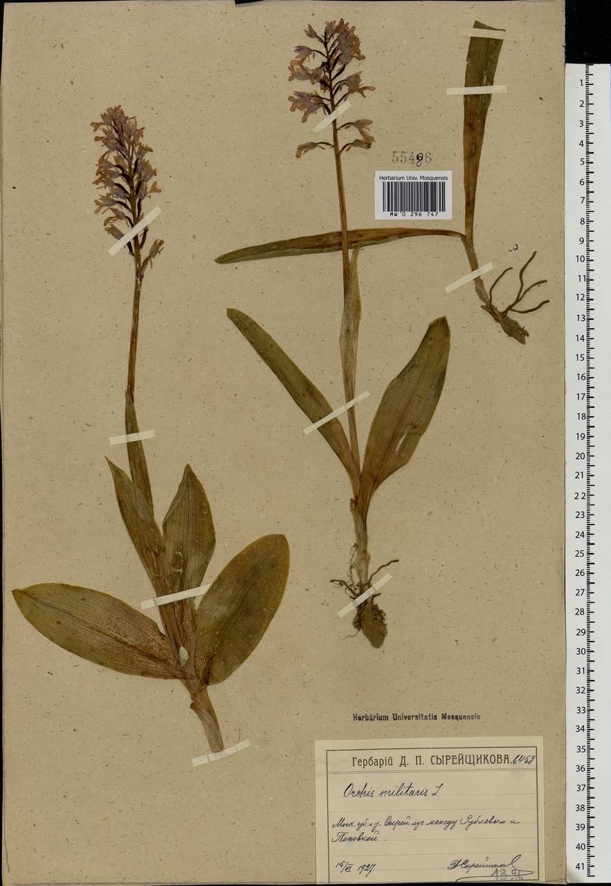 Orchis militaris L., Eastern Europe, Moscow region (E4a) (Russia)