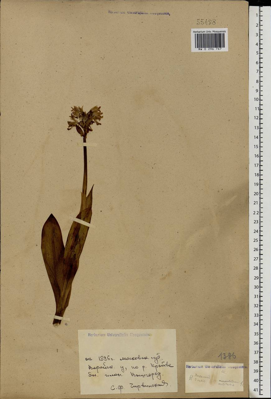 Orchis militaris L., Eastern Europe, Moscow region (E4a) (Russia)