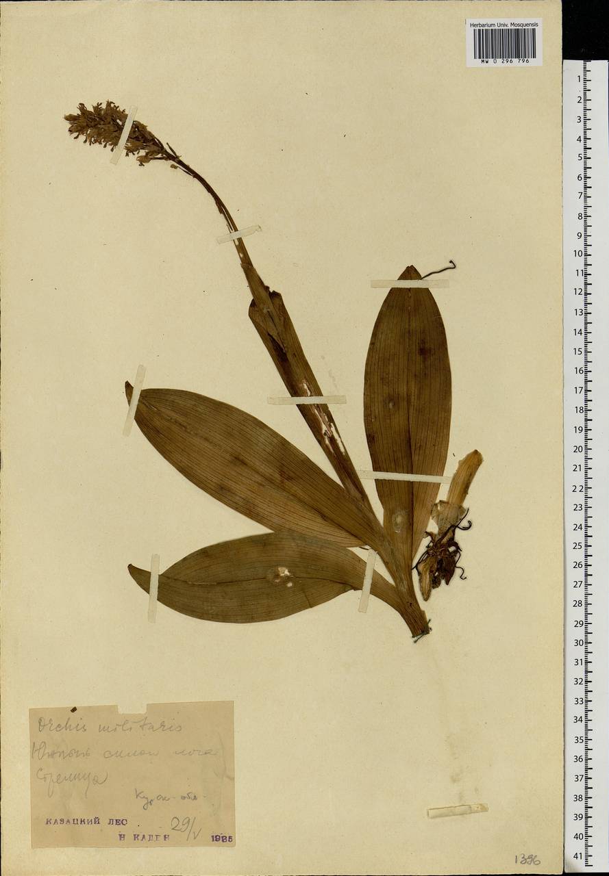 Orchis militaris L., Eastern Europe, Central forest-and-steppe region (E6) (Russia)