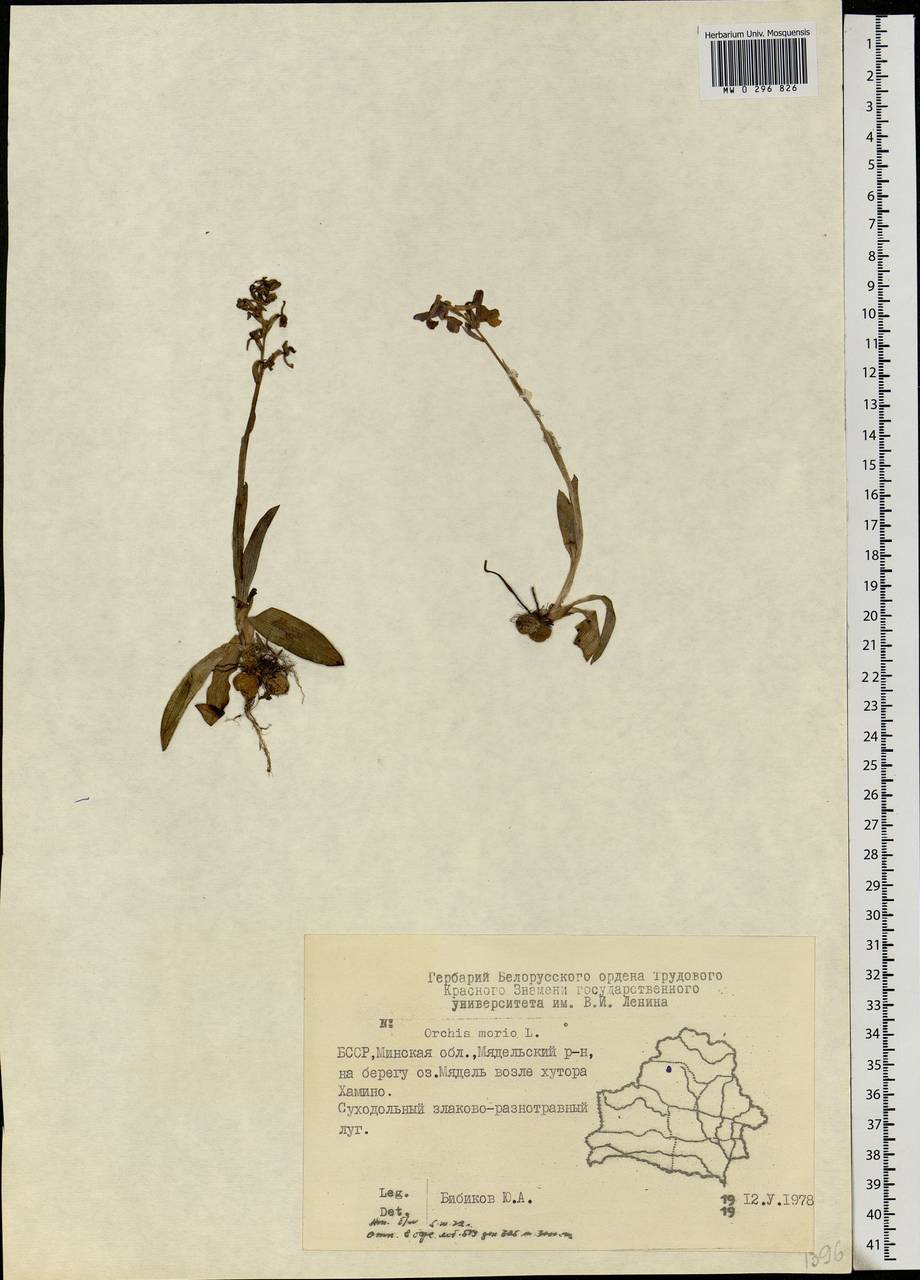 Anacamptis morio (L.) R.M.Bateman, Pridgeon & M.W.Chase, Eastern Europe, Belarus (E3a) (Belarus)
