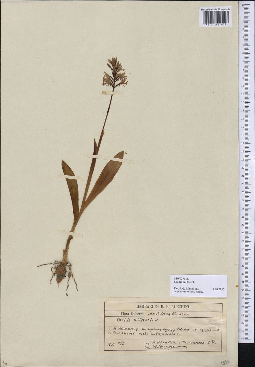 Orchis militaris L., Eastern Europe, Central region (E4) (Russia)