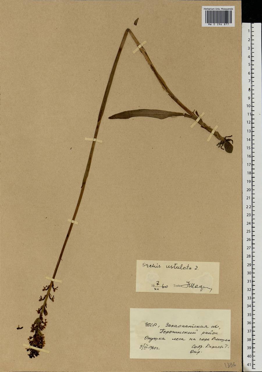 Neotinea ustulata (L.) R.M.Bateman, Pridgeon & M.W.Chase, Eastern Europe, West Ukrainian region (E13) (Ukraine)