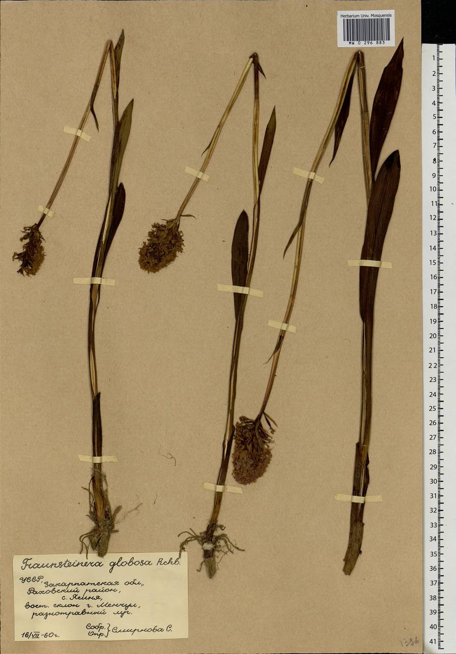 Traunsteinera globosa (L.) Rchb., Eastern Europe, West Ukrainian region (E13) (Ukraine)