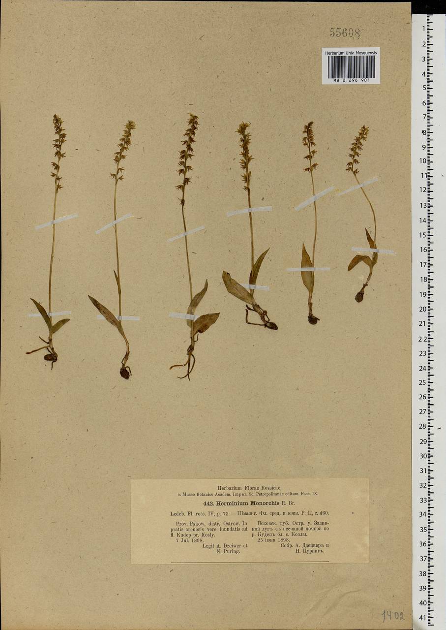 Herminium monorchis (L.) R.Br., Eastern Europe, North-Western region (E2) (Russia)