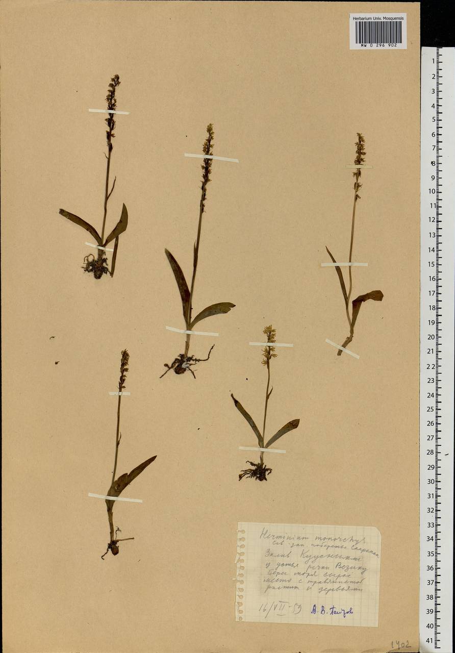 Herminium monorchis (L.) R.Br., Eastern Europe, Estonia (E2c) (Estonia)