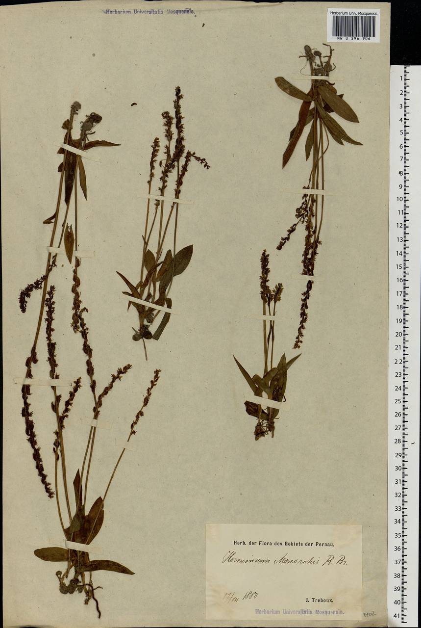 Herminium monorchis (L.) R.Br., Eastern Europe, Estonia (E2c) (Estonia)