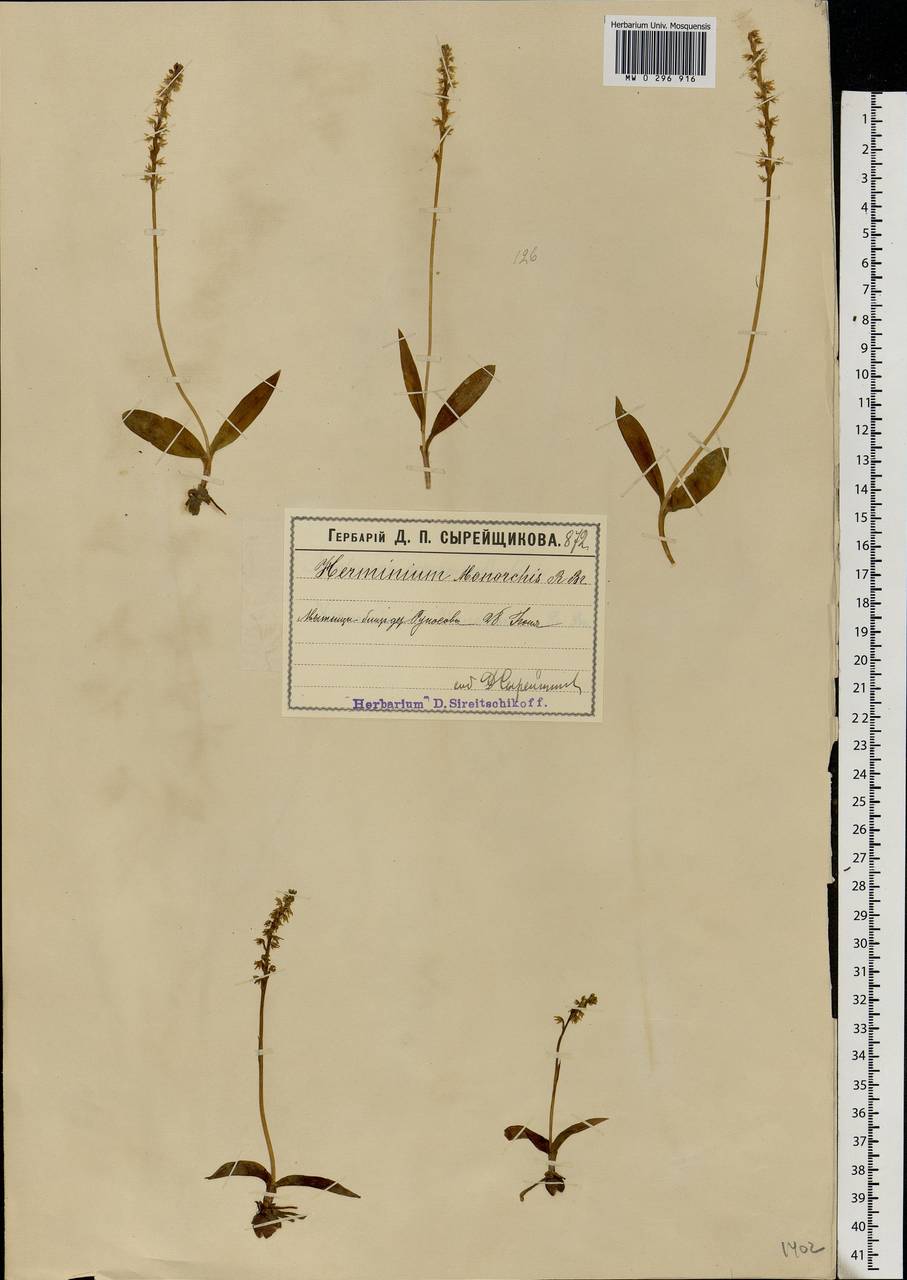 Herminium monorchis (L.) R.Br., Eastern Europe, Moscow region (E4a) (Russia)