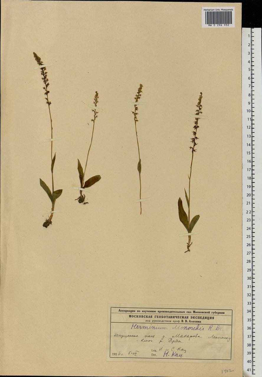 Herminium monorchis (L.) R.Br., Eastern Europe, Moscow region (E4a) (Russia)