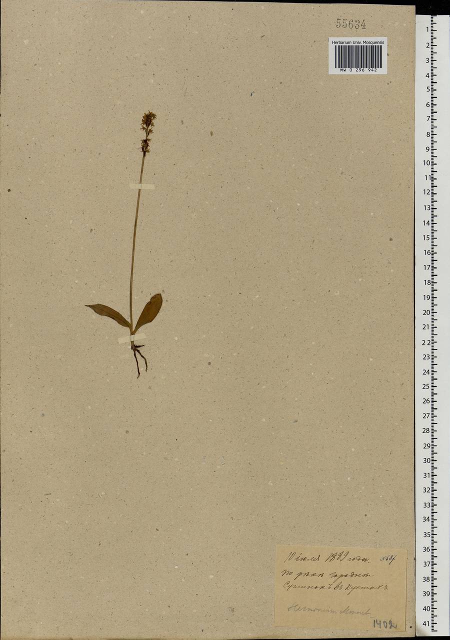 Herminium monorchis (L.) R.Br., Eastern Europe, Moscow region (E4a) (Russia)