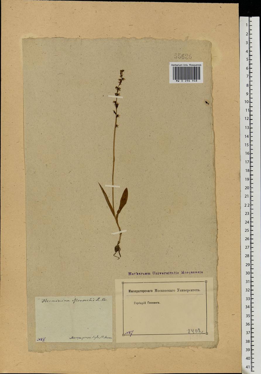 Herminium monorchis (L.) R.Br., Eastern Europe, Moscow region (E4a) (Russia)