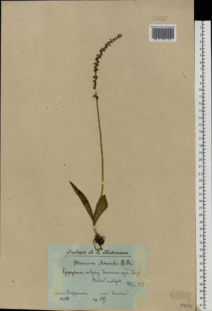 Herminium monorchis (L.) R.Br., Eastern Europe, Central forest region (E5) (Russia)