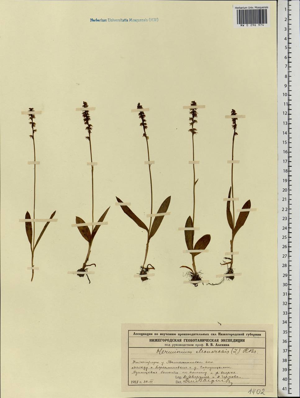 Herminium monorchis (L.) R.Br., Eastern Europe, Volga-Kama region (E7) (Russia)