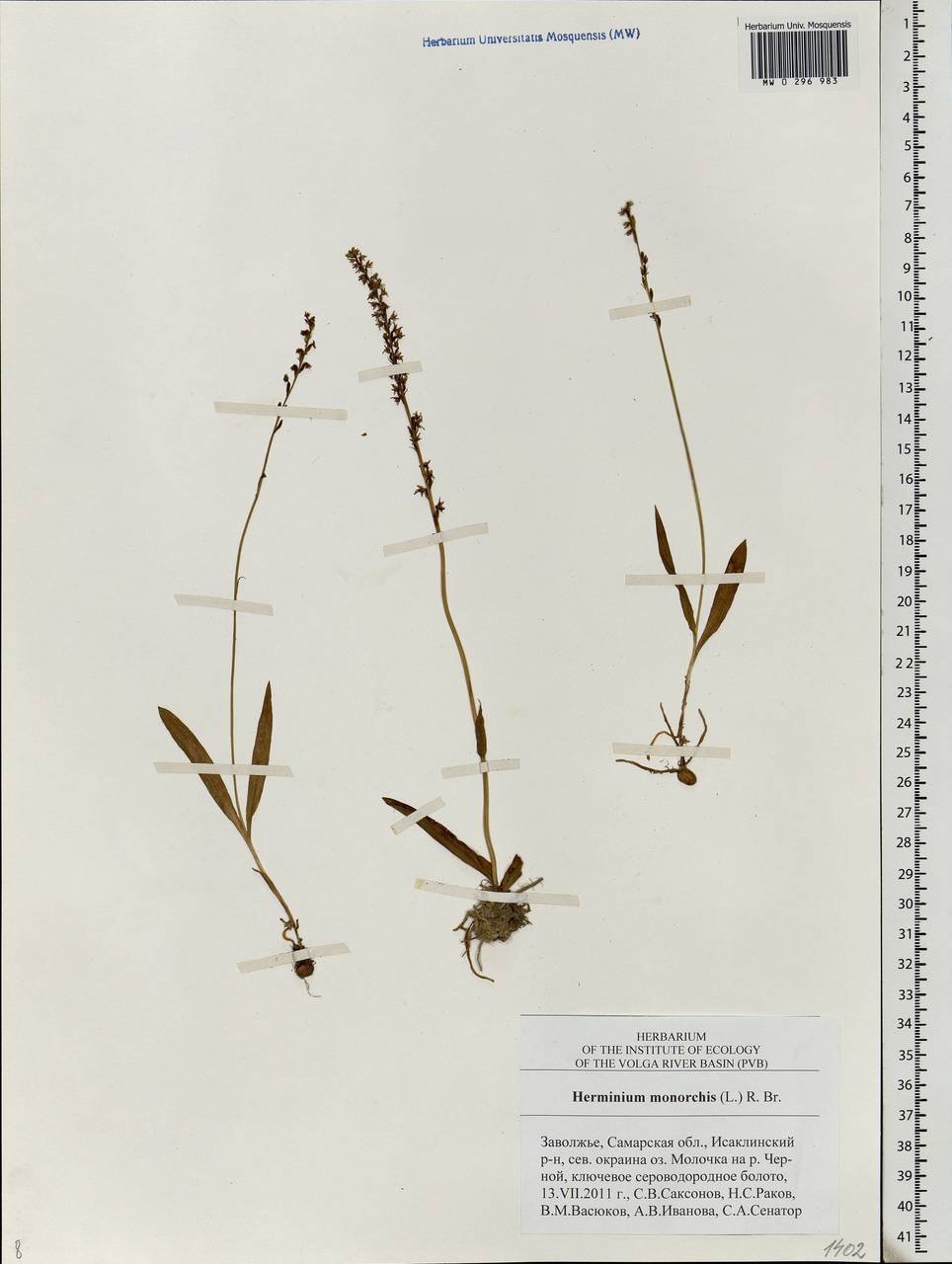 Herminium monorchis (L.) R.Br., Eastern Europe, Middle Volga region (E8) (Russia)