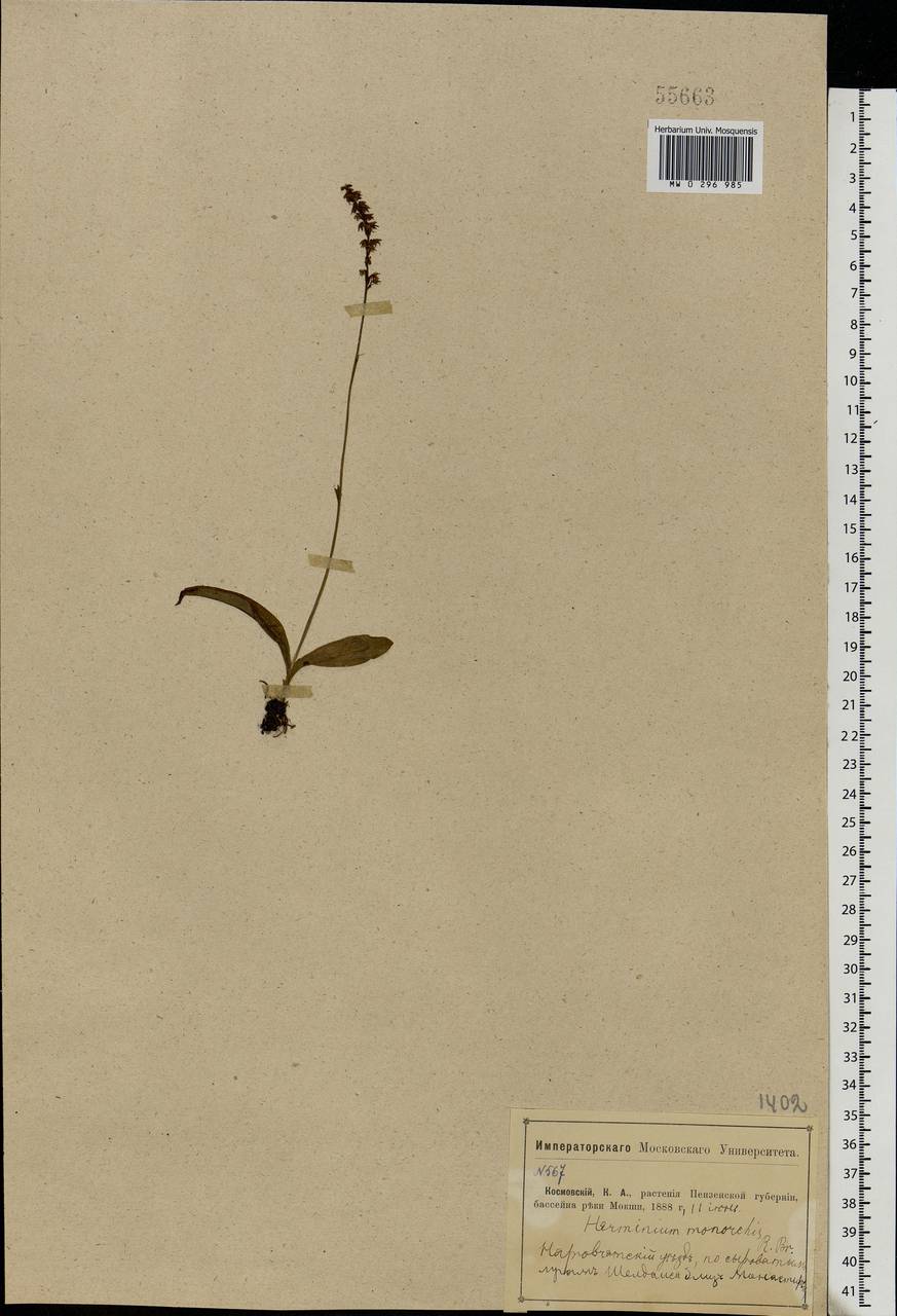Herminium monorchis (L.) R.Br., Eastern Europe, Middle Volga region (E8) (Russia)