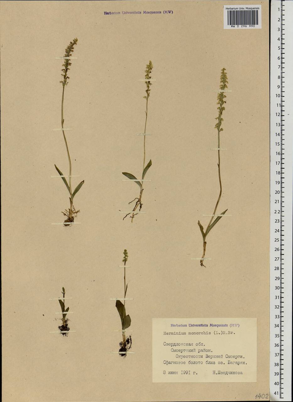 Herminium monorchis (L.) R.Br., Eastern Europe, Eastern region (E10) (Russia)