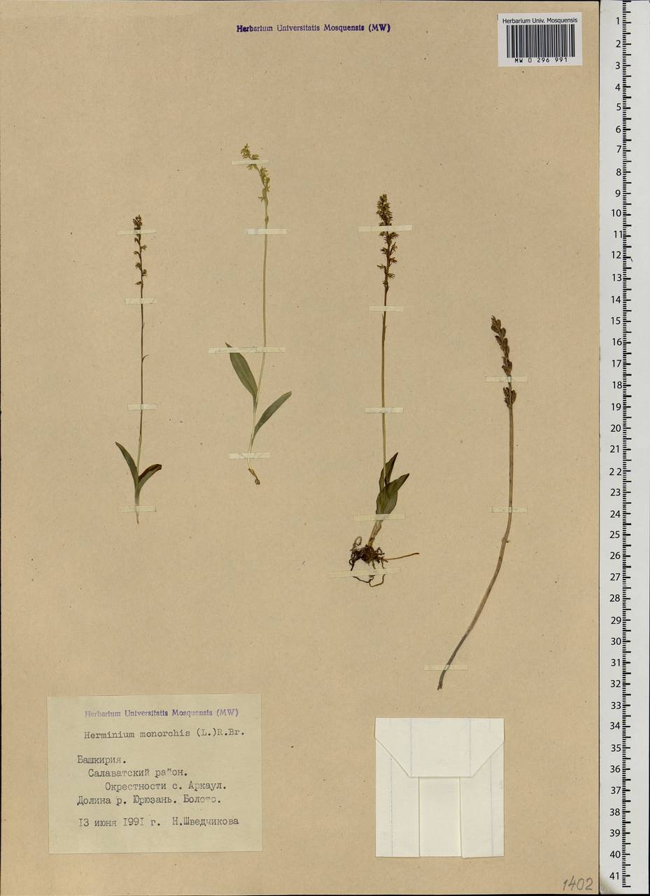 Herminium monorchis (L.) R.Br., Eastern Europe, Eastern region (E10) (Russia)