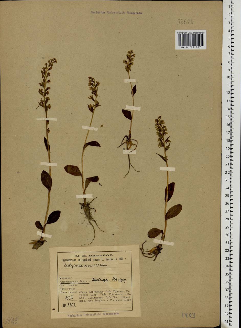 Dactylorhiza viridis (L.) R.M.Bateman, Pridgeon & M.W.Chase, Eastern Europe, Northern region (E1) (Russia)