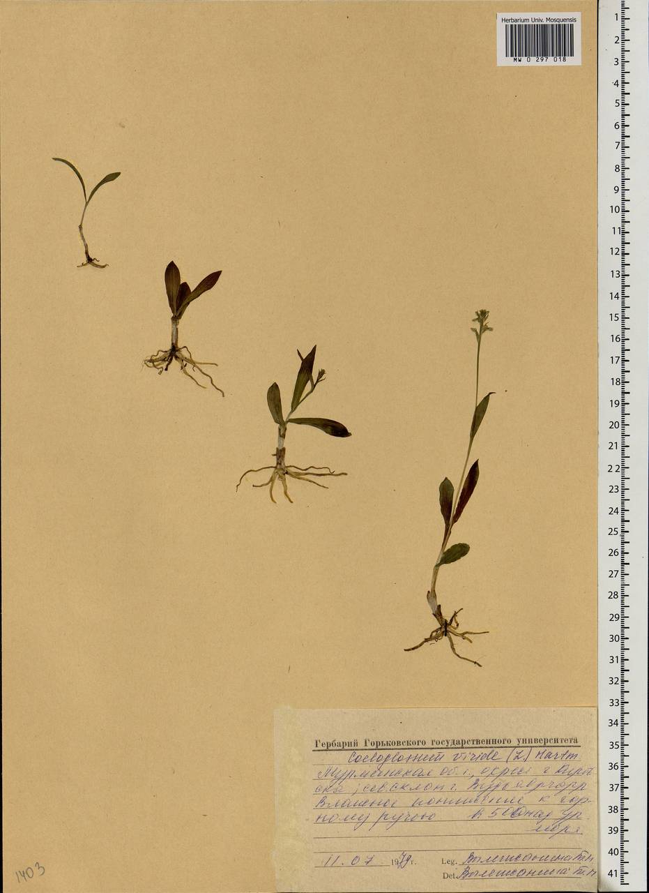 Dactylorhiza viridis (L.) R.M.Bateman, Pridgeon & M.W.Chase, Eastern Europe, Northern region (E1) (Russia)
