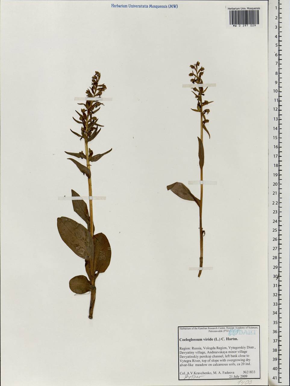 Dactylorhiza viridis (L.) R.M.Bateman, Pridgeon & M.W.Chase, Eastern Europe, Northern region (E1) (Russia)