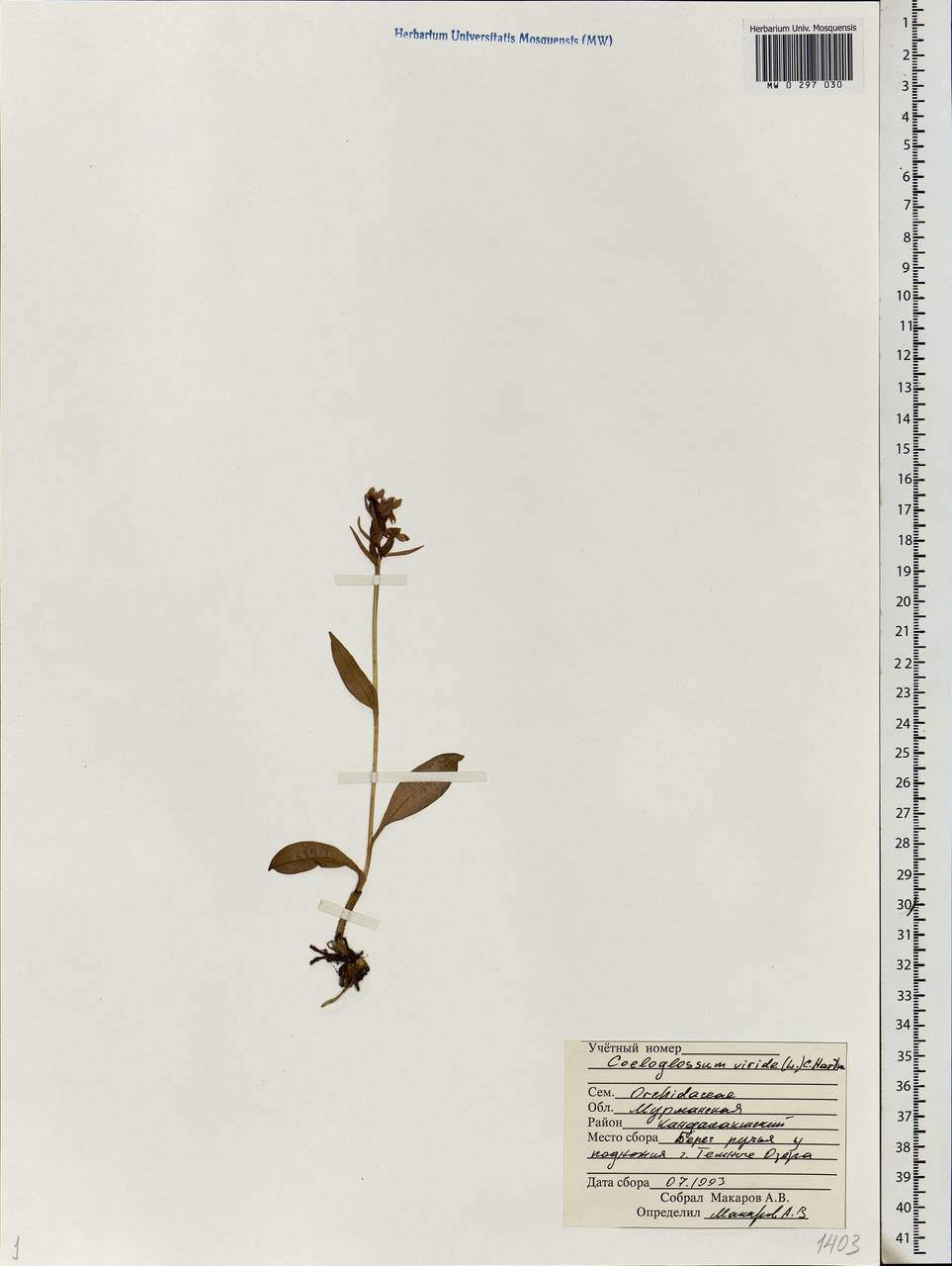Dactylorhiza viridis (L.) R.M.Bateman, Pridgeon & M.W.Chase, Eastern Europe, Northern region (E1) (Russia)