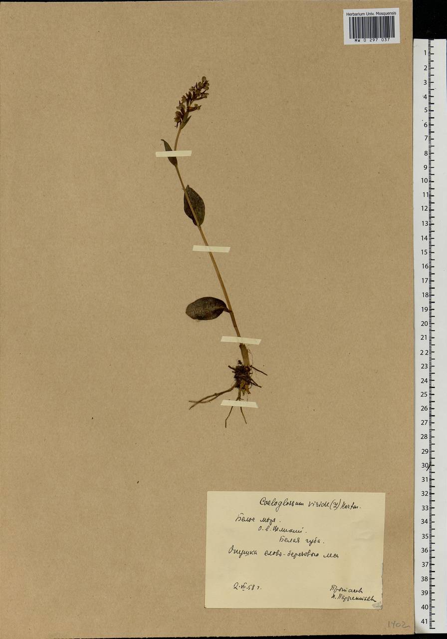 Dactylorhiza viridis (L.) R.M.Bateman, Pridgeon & M.W.Chase, Eastern Europe, Northern region (E1) (Russia)