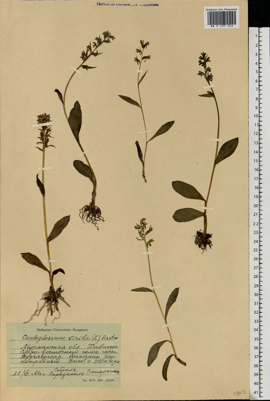 Dactylorhiza viridis (L.) R.M.Bateman, Pridgeon & M.W.Chase, Eastern Europe, Northern region (E1) (Russia)