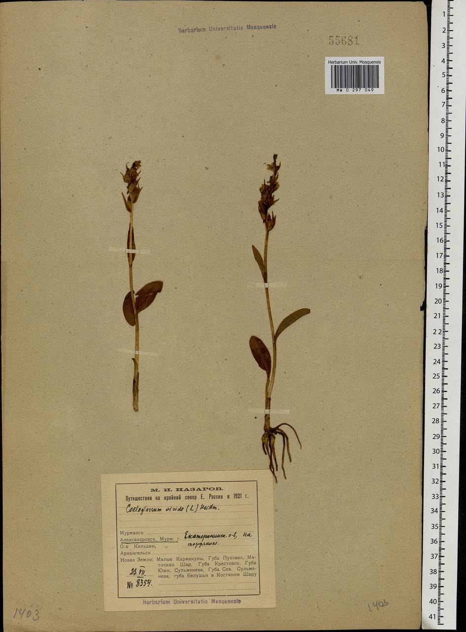 Dactylorhiza viridis (L.) R.M.Bateman, Pridgeon & M.W.Chase, Eastern Europe, Northern region (E1) (Russia)