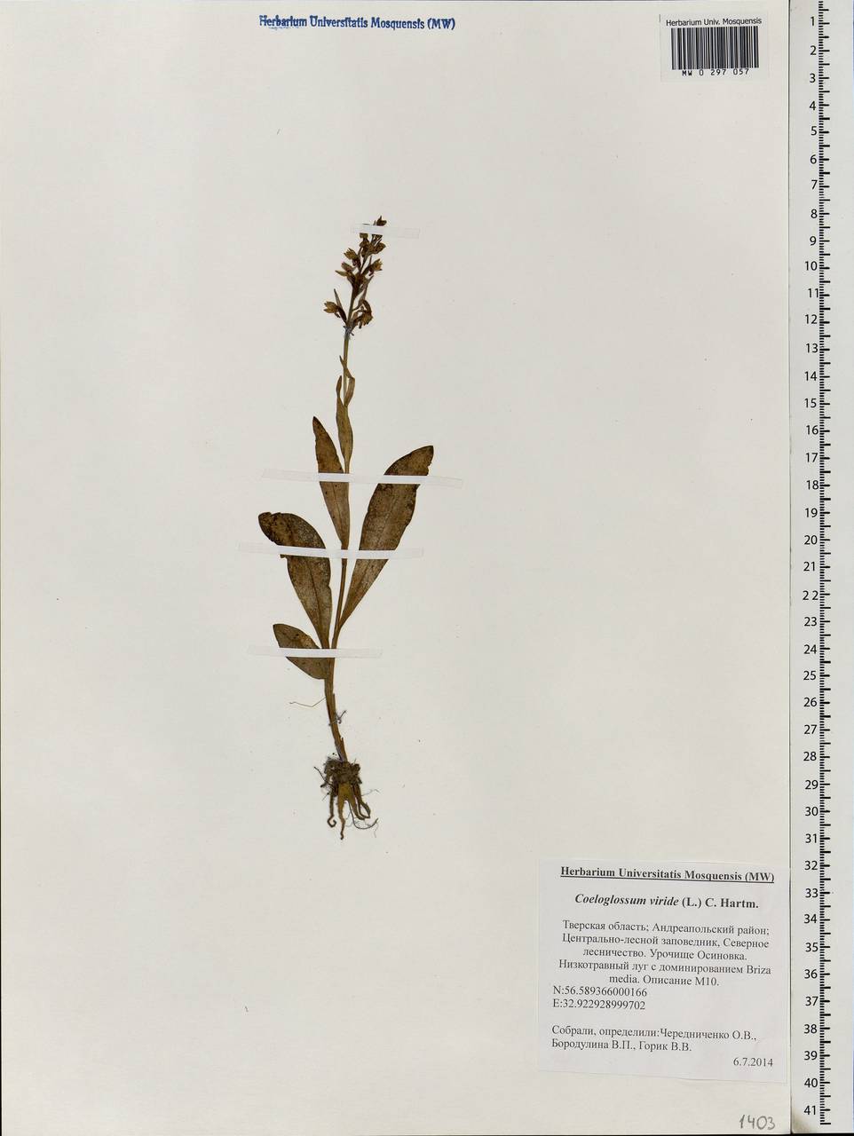 Dactylorhiza viridis (L.) R.M.Bateman, Pridgeon & M.W.Chase, Eastern Europe, North-Western region (E2) (Russia)