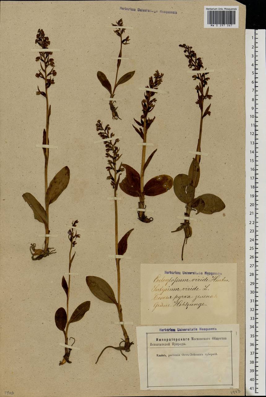 Dactylorhiza viridis (L.) R.M.Bateman, Pridgeon & M.W.Chase, Eastern Europe, Latvia (E2b) (Latvia)
