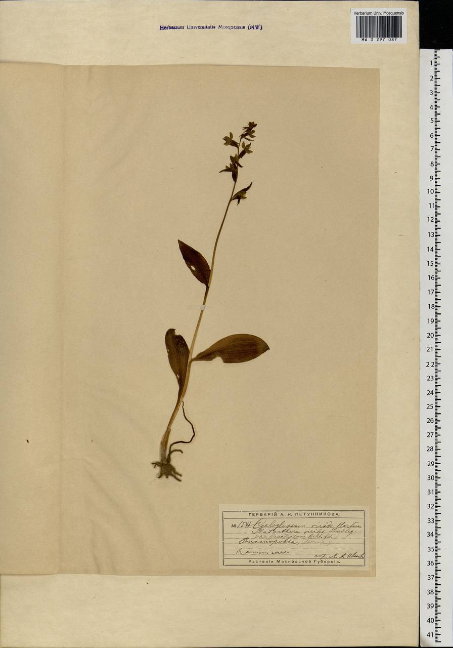 Dactylorhiza viridis (L.) R.M.Bateman, Pridgeon & M.W.Chase, Eastern Europe, Moscow region (E4a) (Russia)